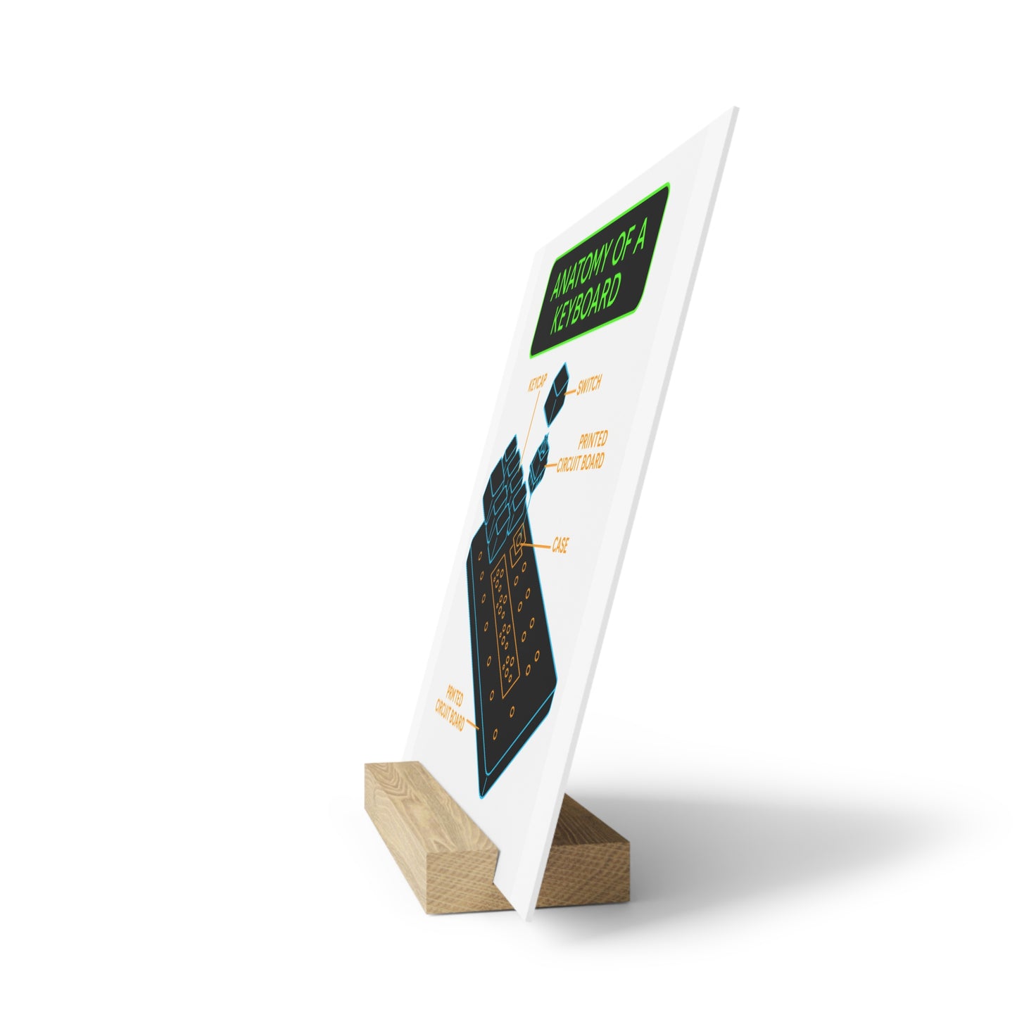 Keyboard Anatomy Gallery Board (with Stand)